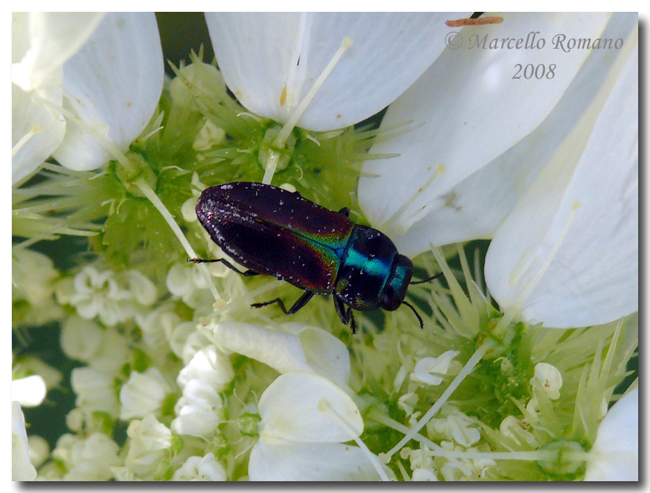 Insetti dalla Croazia : 24. Anthaxia fulgurans (Buprestidae)